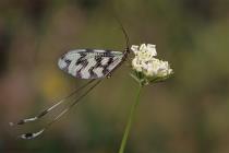 Schwalbenschwanzhaft